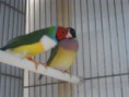 /album/fotos%20das%20instala%c3%a7oes%20e%20algumas%20das%20mimhas%20aves/pedro-exoticos-016-jpg/